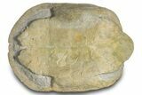 Fossil Tortoise (Stylemys) Shell - Wyoming #299820-3